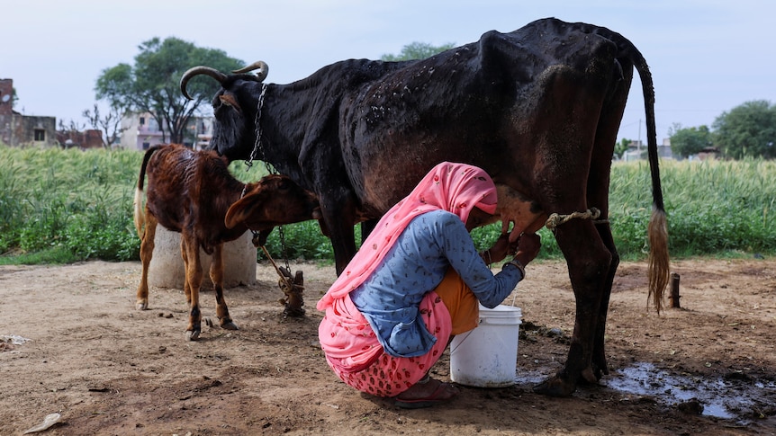Why politicians in India are offering cows and cash to encourage having kids